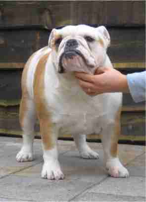 English bulldog : Queen from bullshappiness